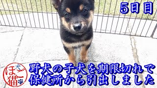 【犬　子犬　保護犬】野犬の子犬を保健所から引き出しました　５日目