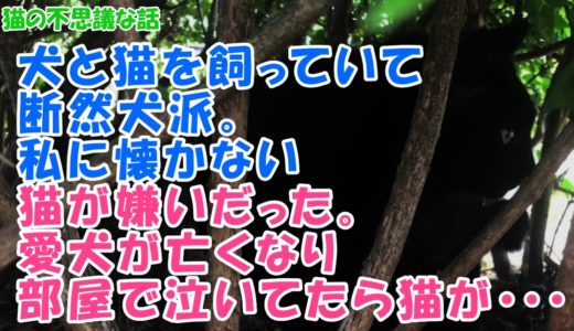 【猫の不思議な話】犬と猫を飼っていて断然犬派。私に懐かない猫が嫌いだった。愛犬が亡くなり部屋で泣いてたら猫が・・・