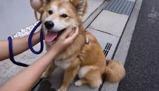 散歩から帰って来た保護犬だん君とママ！お家の前で一休み！ママに撫でられ最高だね！