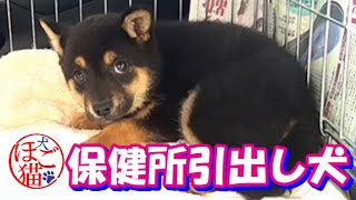 【子犬　保健所　保護犬】保健所から子犬を引き出してきました　再編集