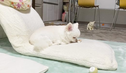 ママとお風呂に入る娘に焼きもちを焼く犬！チワワのコハク