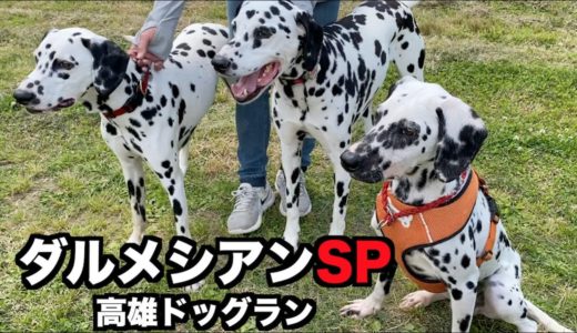 【ドッグラン】保護犬ダルメシアン・ドキドキの初めてのドッグラン【高雄ドッグラン】