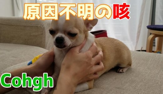 【208日】過呼吸？原因不明の咳をしたチワワ犬でしたが、すぐ元通りになりました。Chihuahua dog coughed suddenly.