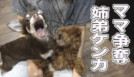 ママを取り合う犬たち☆トイプードルVSチワワの子犬バトル勃発！