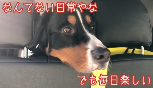 【犬と子供の日常短編集】平和な日々を過ごす　バーニーズマウンテンドッグ　 bernese mountain dog