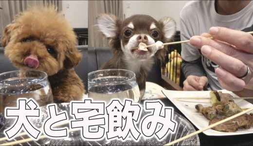 犬と晩酌【トイプードルとチワワ】パパのぼっち飲みに付き合う犬たち