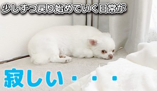 寂しくてちゃんと見送れない犬の後追い...感情豊かなチワワのコハク