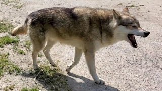 狼犬を天日干しするとこうなる