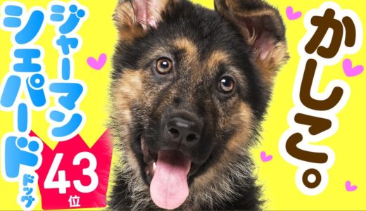 ❤️人気43位【ジャーマン・シェパード・ドッグってどんな犬？】子犬の価格や性格、寿命、飼いやすさは？ カワイイ動画でチェック！