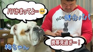 【ブルドッグ】自分を人間と思っている犬が健介パパへの必死のかまってアピール