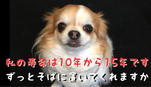 【犬の十戒】最後の旅立ちの時にはそばに居て私を見送って下さい