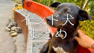 インドの元気な犬たちのまとめ / Indian dogs