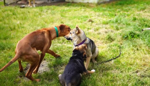 犬舎から皆の様子をお届けします