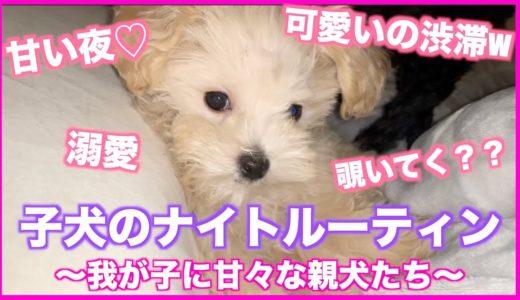 【子犬のナイトルーティン】親犬達の溺愛っぷりもヤバイ♡笑