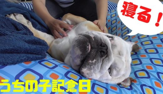 我が家に来て1年目のお祝いなのに犬が起きない！！