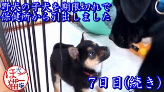 【犬　子犬　保護犬】野犬の子犬を保健所から引き出しました　7日目の続き