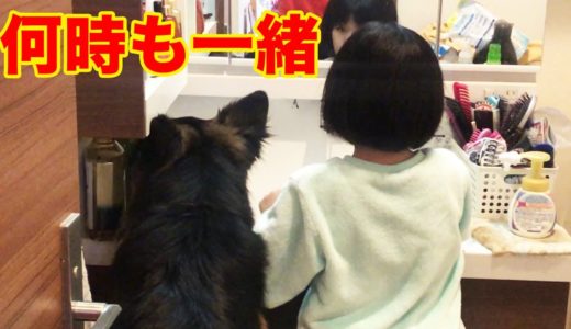 一緒がいいね♪シェパード犬マック・孫娘達の一日【VLOG】