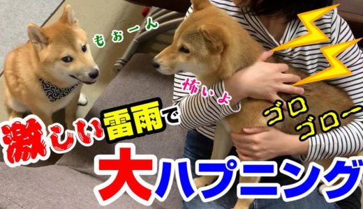 激しい雷雨に超絶恐怖する先住犬と、威嚇する子犬の柴犬！ハマ吉の仰天行動に、大ハプニング発生！