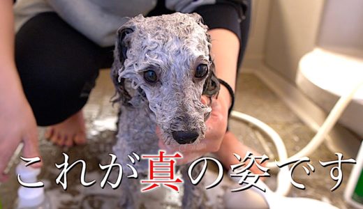 🐶愛犬をシャンプーしたら違う犬になりました。【犬のバスタイムルーティン】【トイプードルのグリィ】