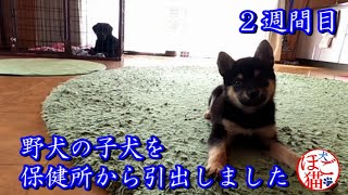 【犬　子犬　保護犬】野犬の子犬を保健所から引き出しました　2週間目の朝2