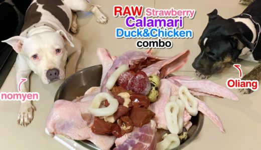 Pit Bulls eat🍓Strawberry🦑Calamari, Duck&Chicken combo [ASMR] RAW | MUKBANG 犬が生の肉を食べる | 개는 날 음식을 먹는다