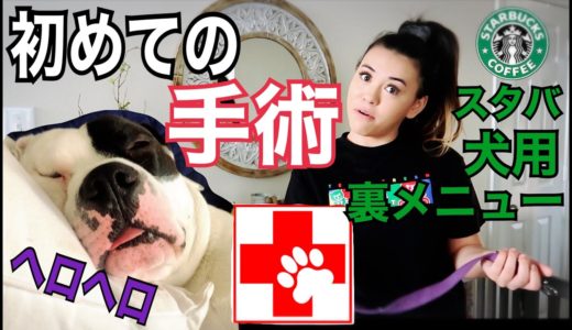 親バカ満載の一日(愛犬)•アメリカを感じるスタバ犬用裏メニュー★1st surgery day for Otis - Giant pupchino!!