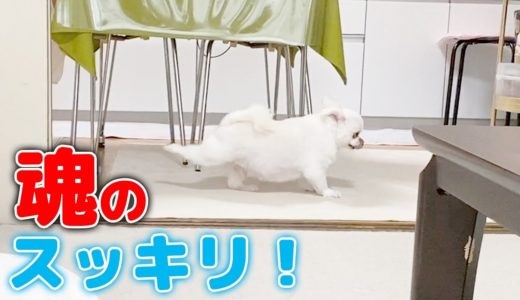 スッキリすると全身で表現してしまう犬！可愛いポーズ3連発！！チワワのコハク