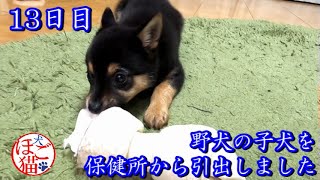 【犬　子犬　保護犬】野犬の子犬を保健所から引き出しました　13日目