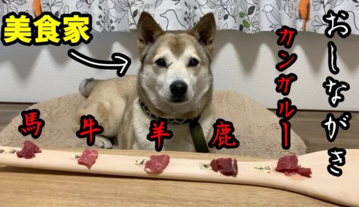 【犬の好みの肉はどれ🥩】色んなお肉を並べて食べてもらったら意外な結果が待っていた👀~Which meat do dogs like?~