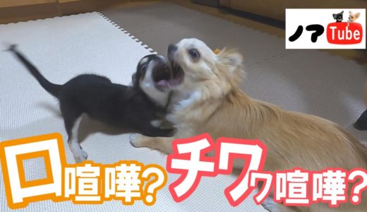 【止まりません】いよいよ本気を出す後輩犬チワワ、先住犬との遊びが口喧嘩？に発展／チワワのノア #140