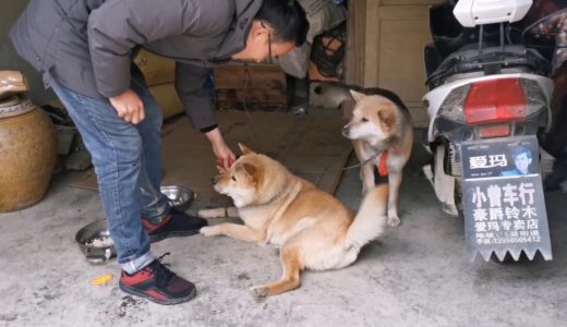 中华田园犬阿黄放开有如二哈，和主人玩猫捉老鼠，一有机会就开溜