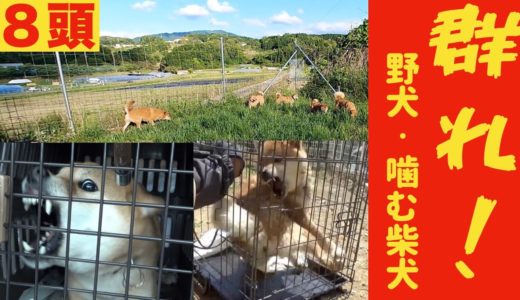 噛む柴犬2頭・元噛み犬・野犬 合計８頭を群れ化してみた