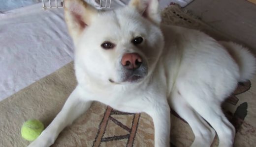 【秋田犬ゆうき】毎度お馴染みのいたずらなので簡単には引っ掛か…る【akita dog】