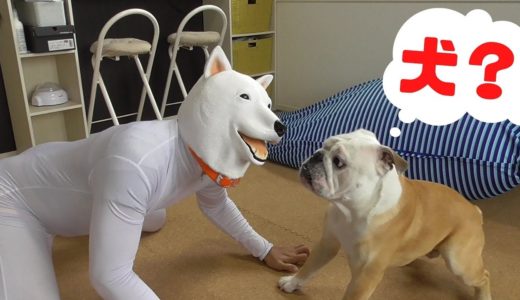 自分を人間だと思っている犬VS犬になりたい飼い主