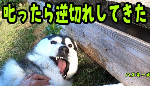 叱ったら拗ねてしまった犬が可愛い