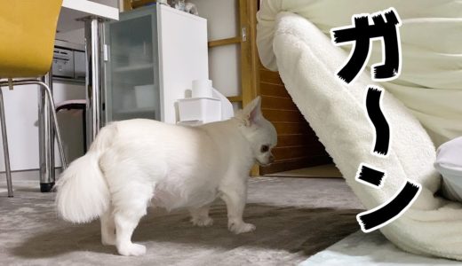 ママに怒られて超凹む犬...