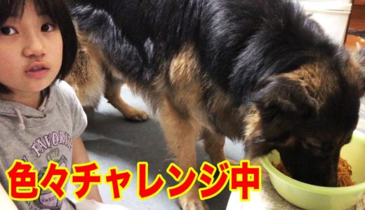 ステイホーム.自粛中でも色々チャレンジ！大型犬達との暮らし【VLOG】