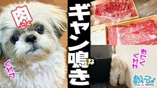 高級牛肉ではしゃく家族とギャンなきシーズー犬【飯テロ】