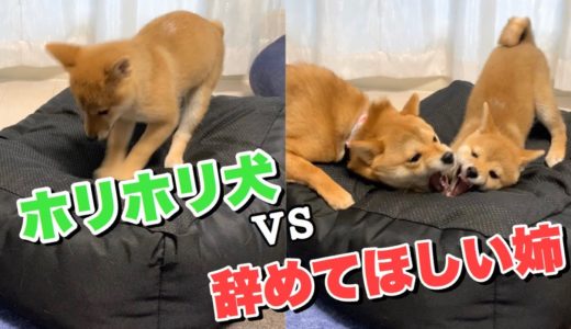 ホリホリをやめない子犬に怒る先住犬【豆柴姉弟】