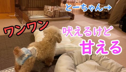 吠えるクセに寄ってくる犬