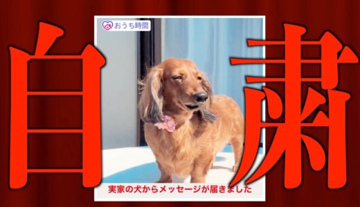 【自粛犬】緊急事態宣言における犬の気持ち2