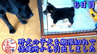 【犬　子犬　保護犬】野犬の子犬を保健所から引き出しました　6日目