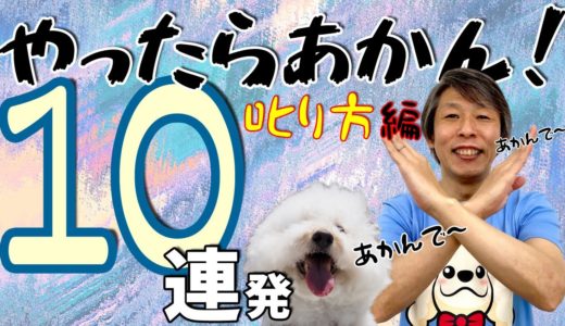 犬のしつけでやってはいけない叱り方 10連発