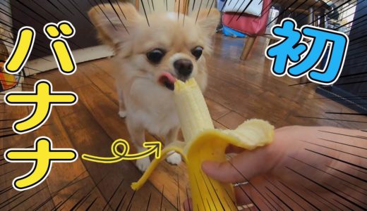 【犬 Vlog】子犬チワワが初めてバナナを食べる姿がこちら