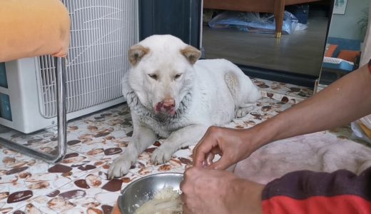 中华田园犬小白怀孕不爱吃饭，主人亲自喂它，狗爹阿黄：多喂点！