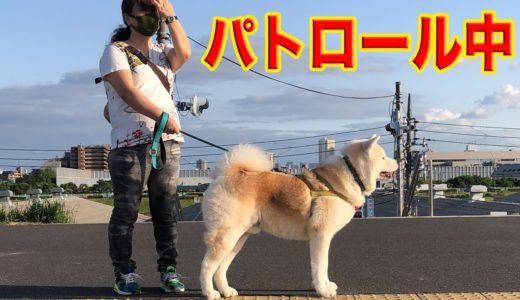 秋田犬そうすけ・荒川河川敷の皆様・お仲間・お元気でしたか♪【VLOG】