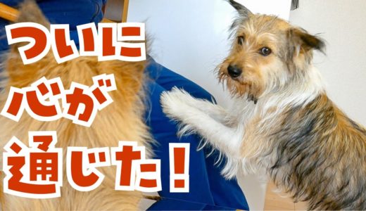 あの野犬だった犬がピョコンと飛びつけるようになった件（うれしいよ！）