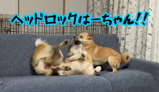 ハイムの重たすぎる愛が炸裂!!犬同士のやりとりが可愛かったw