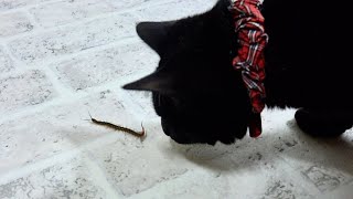 黒猫犬がムカデに近づいた次の瞬間。。