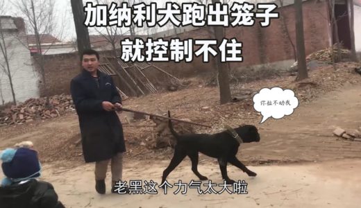 世界上最狂暴的犬种，西班牙加纳利犬，跑出笼子就控制不住